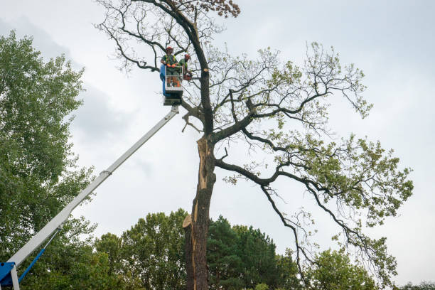 Leaf Removal Services