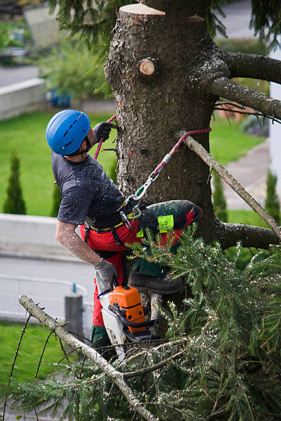 Why Choose Our Tree Removal Services in Ivyland, PA?