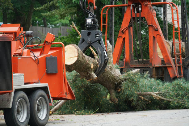 Best Tree Mulching Services  in Ivyland, PA