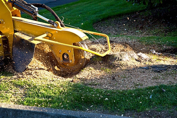 Best Lawn Seeding Services  in Ivyland, PA