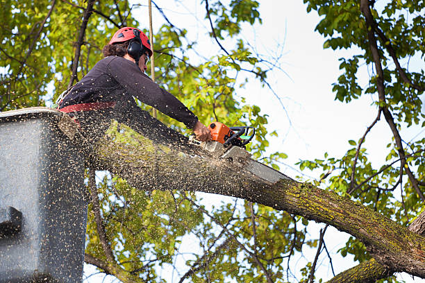 Best Lawn Disease Treatment  in Ivyland, PA